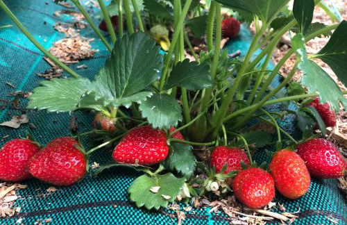 Gîte à la Ferme de Verdurette Cordes-sur-Ciel - Foto 26