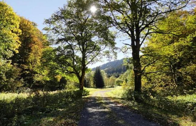 Small and Cozy Apartment in Frauenwald near Forest - Foto 30