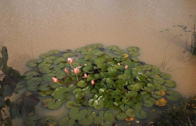 Riverdowns Cottage - Photo 10