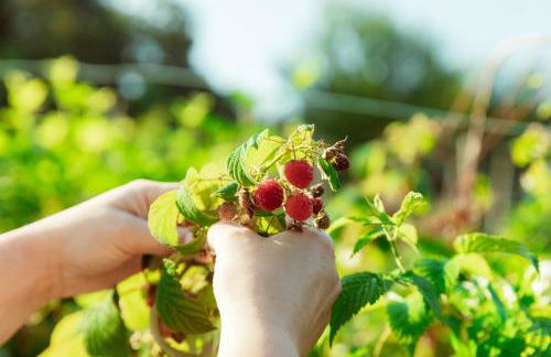 Relais Incanto - Agriturismo Nel Giardino di Fien - Foto 29