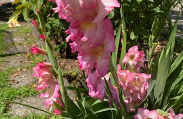 Peonia Apartment - appartamento vista lago - Foto 26