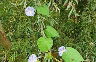 Ferienwohnung Thöne - Foto 18