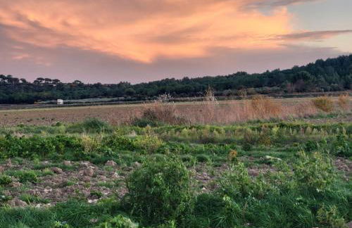 Château de Livière - Photo 21