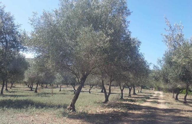 Moulin de l'Ostriconi - Foto 29