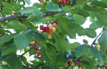 LES 3 HIRONDELLES - Foto 29