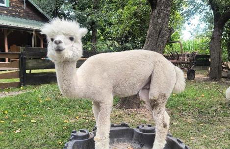 Gospodarstwo agroturystyczne alpaki Pituchówka - Foto 14