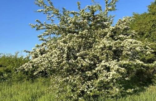 Ferienwohnung Classen Eifel - Foto 9