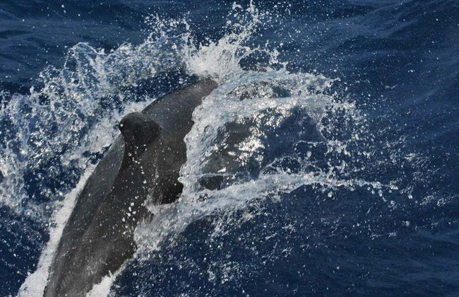 Observation de dauphins à Benalmádena - Photo 7