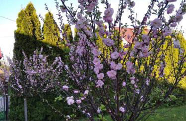 Domek Dobra - Foto 18