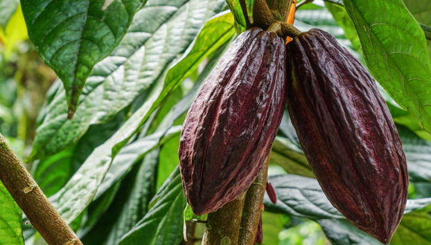 Costa Rican Coffee & Chocolate Tour - Foto 2