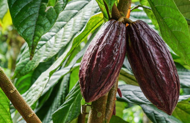 Costa Rican Coffee & Chocolate Tour - Foto 2