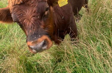 Hertford farm Woodland cabin pet friendly firepit bbq - Foto 36