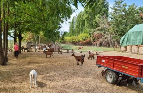Agriturismo - La capra amaltea - Foto 48