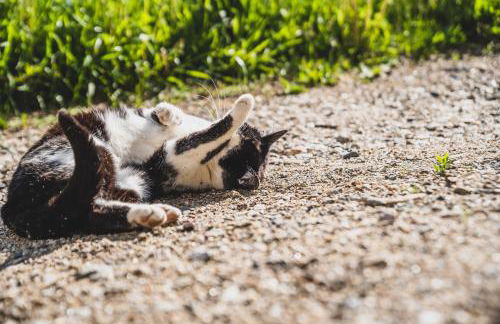 Ferienwohnungen Wiesbauer - Foto 46