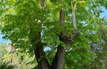 Bambou Studio, Cocon nature - Foto 28