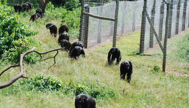 1 Day Ngamba Island Chimpanzee Sanctuary Entebbe - Foto 5