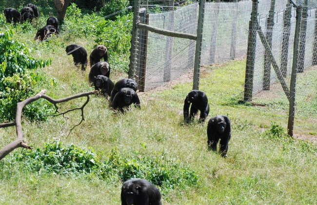 1 Day Ngamba Island Chimpanzee Sanctuary Entebbe - Foto 5