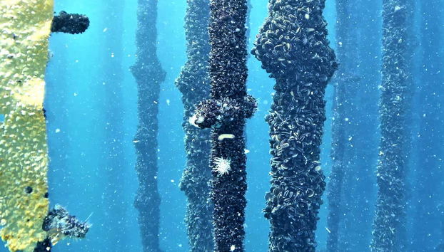 Visión submarina de las cuerdas de una batea