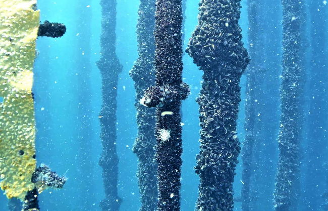 Paseo en barco por la ría de Vigo - Foto 2