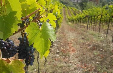 Agriturismo Il Frantoio Di Colle Alberto - Foto 32