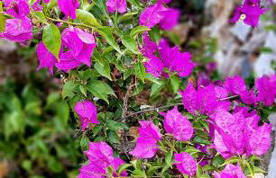 Finca Casa Emilia - Foto 19