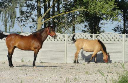 Wierzbowa Ostoja - Domek letniskowy BOSMAN - Photo 27