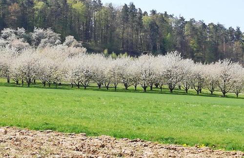 Apfelbluete und Paradies - Foto 8