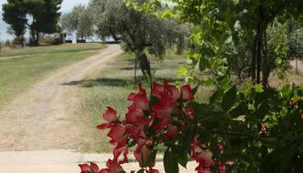 Villa Vlichos - Foto 4, Garden