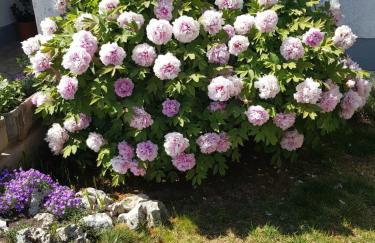 Apartments Barac - Foto 20