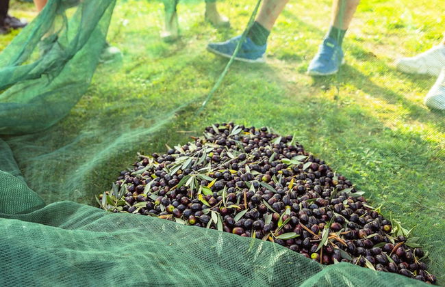 Agriturismo Podere Diacceroni - Foto 35