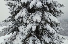 repaci 17 home - Foto 34