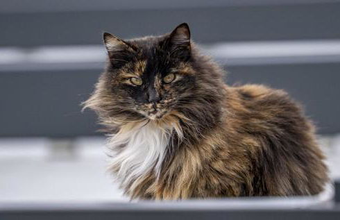 piccolo casale a "le Moline" in una vera fattoria - Foto 21