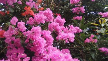 Mar de flores - Foto 1, Garden