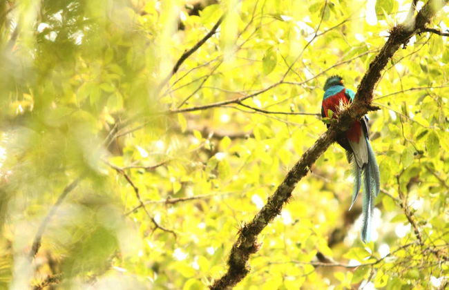 Semuc Champey, Cobán & Quetzal 3-Day Tour - Foto 1