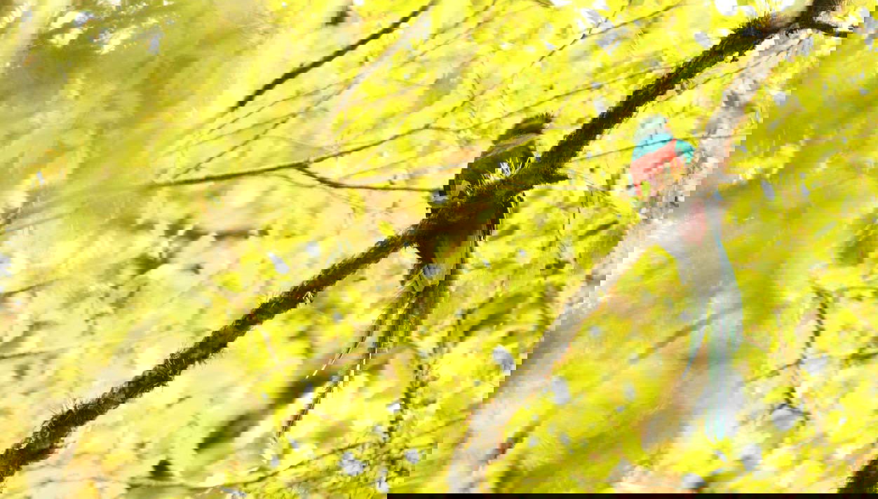 Avistando a un quetzal