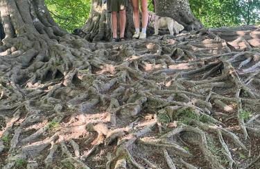 The Swallows Rest, Avebury - Foto 46