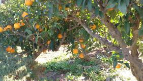 Jenny`s House - Photo 2, Garden view