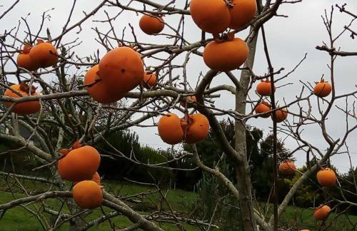 La maison bleue, entre terre et mer - Foto 9