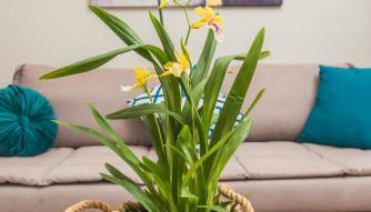 Miltonia Apartment - Photo 2