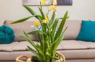 Miltonia Apartment - Foto 2