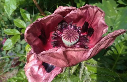 AuszeitOase am sächs. Jakobsweg - Foto 21