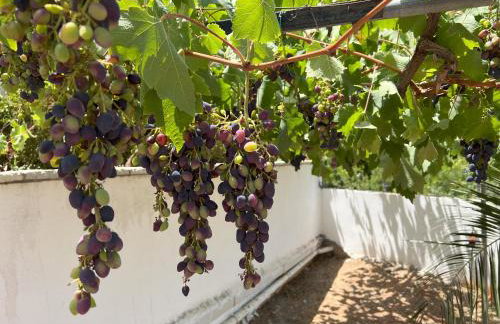 The Theologos Guesthouse - Foto 9