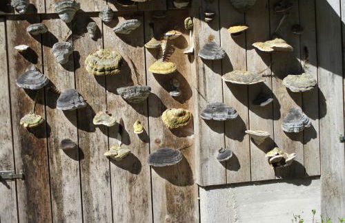 Ferienwohnung Zweilinden - Foto 19