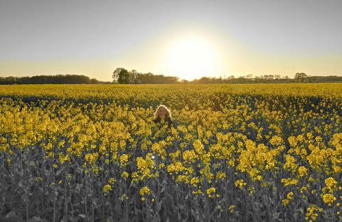 Ferienhof von Hammel 4 Zimmer Wohnung - Foto 12