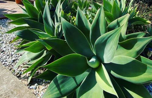 Villa Azafran - Foto 42