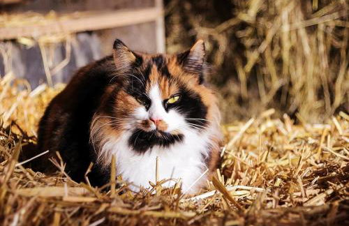 Tannenhof Epple - Foto 6