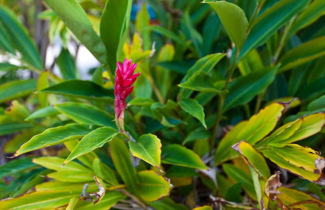 Trinity Beach Pacific - Photo 42