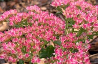 Secret Garden - Foto 34