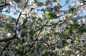 Casa Rural Colmenarejo - Foto 32