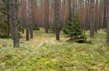 Leśniczówka Myśliwska - Foto 19